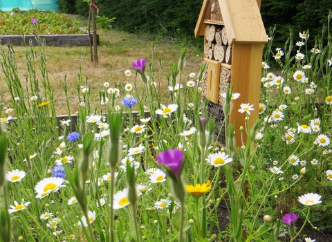 wildflowers growing next to a insect hotel