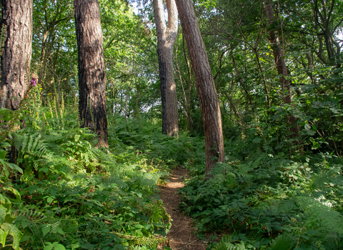 A path going through a woodland with bracken and trees either side