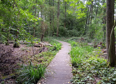 Denham Lock Wood boardwalk