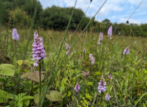 Yeading Brook Meadows flowers