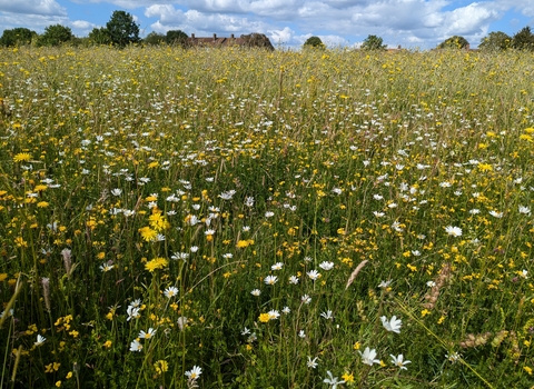 Yeading Brook Meadows