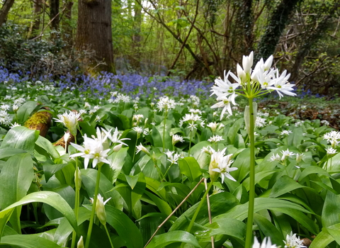 Threecorner Grove
