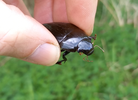 A male great silver water beetle held between a person's fingers