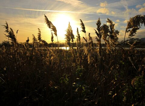 Ah autumn sunset at Woodberry Wetlands, looking through the reeds