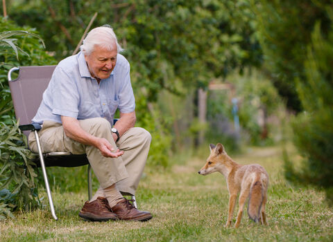 Sir David Attenborough sitting on a chair in an allotment with his hand reached out towards a fox cub