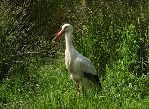 A white stork standing amongst green vegetation