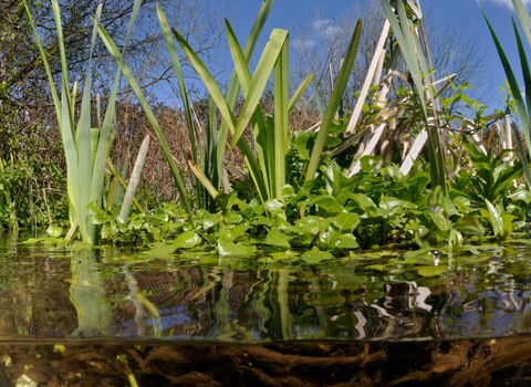 A split level view of a stream with green aquatic vegetation in the background