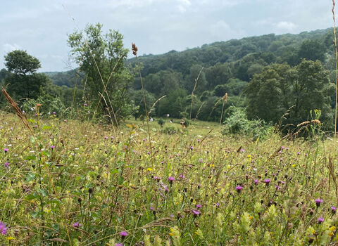 Wildflower meadow with trees in the background