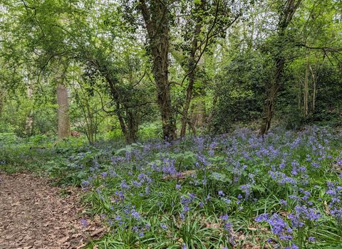 A carpet of bluebells with trees behind in Coulsdon Coppice