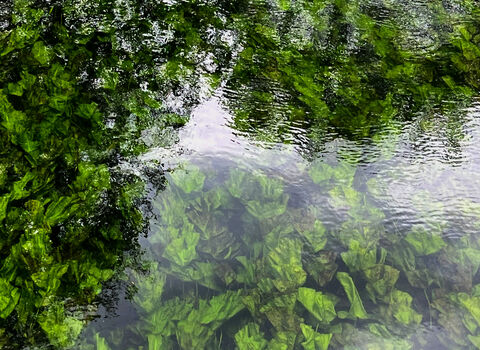 Water lilies in Coppermill stream