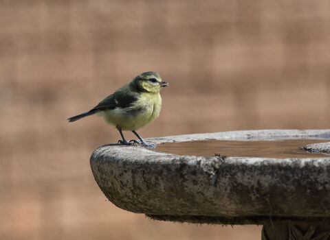 A juvenile blue tit perched on the edge of a stone birdbath
