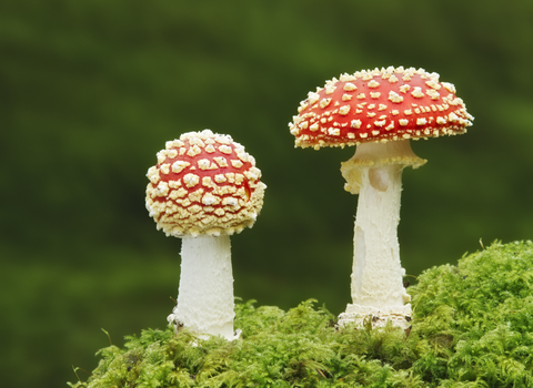 Fly agaric