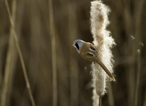 Bearded tit