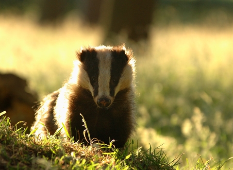 Badger