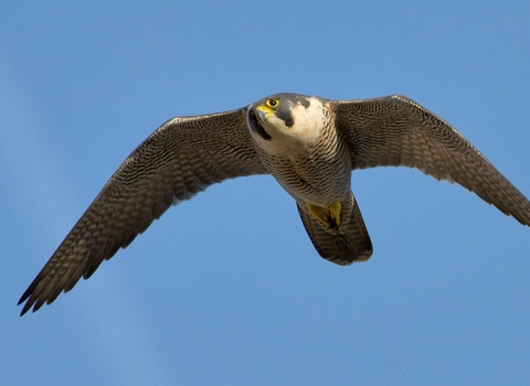 peregrine falcon