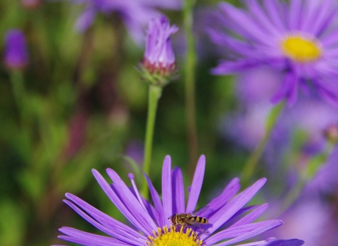 Wildlife gardening