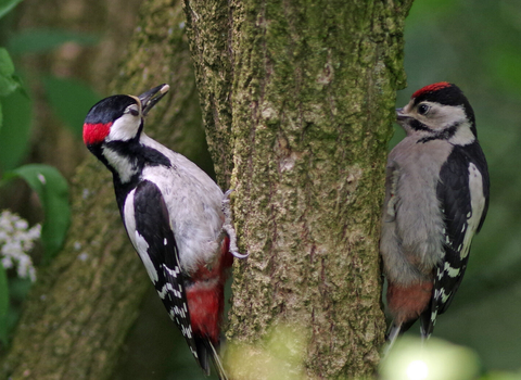 A pair of great spotted woodpeckers