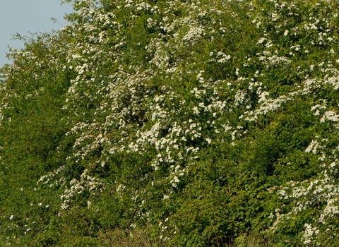 Hawthorn hedge