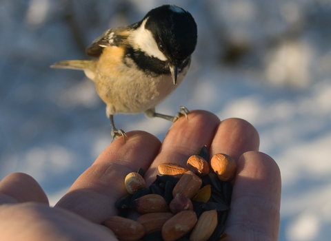 Coal tit in the hand