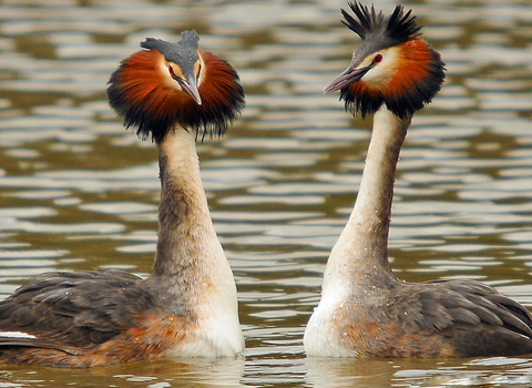 Great crested grebe