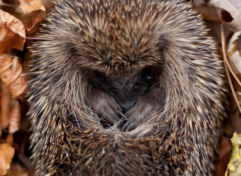 Hedgehog curled up in autumn leaves