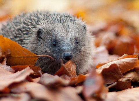 Hedgehog 