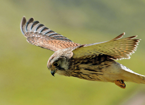 Kestrel hovering