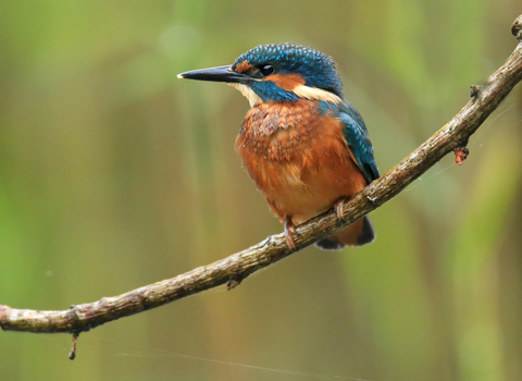 Kingfisher