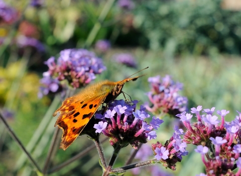 Comma butterfly