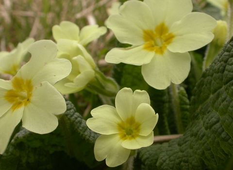 Primrose