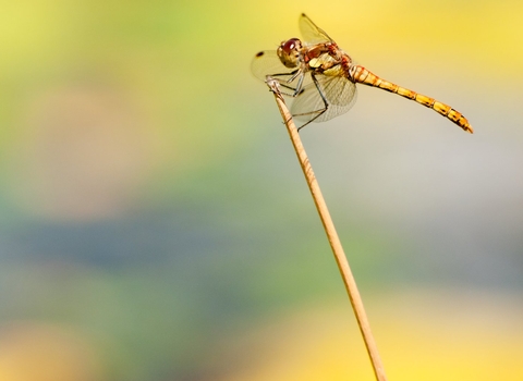 Common darter dragonfly