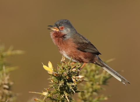 Dartford warbler