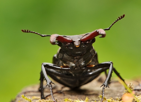 Stag Beetle 