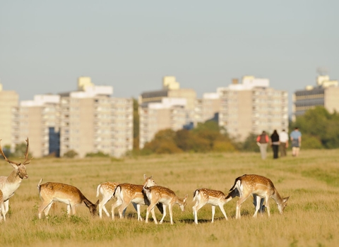 Fallow deer, Richmond Park, London