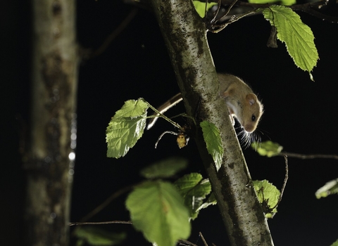 Hazel dormouse