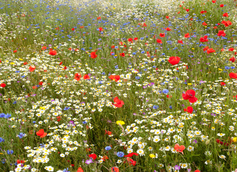 Wildflower meadow