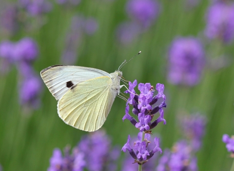 Large White Butterfly on Lavender