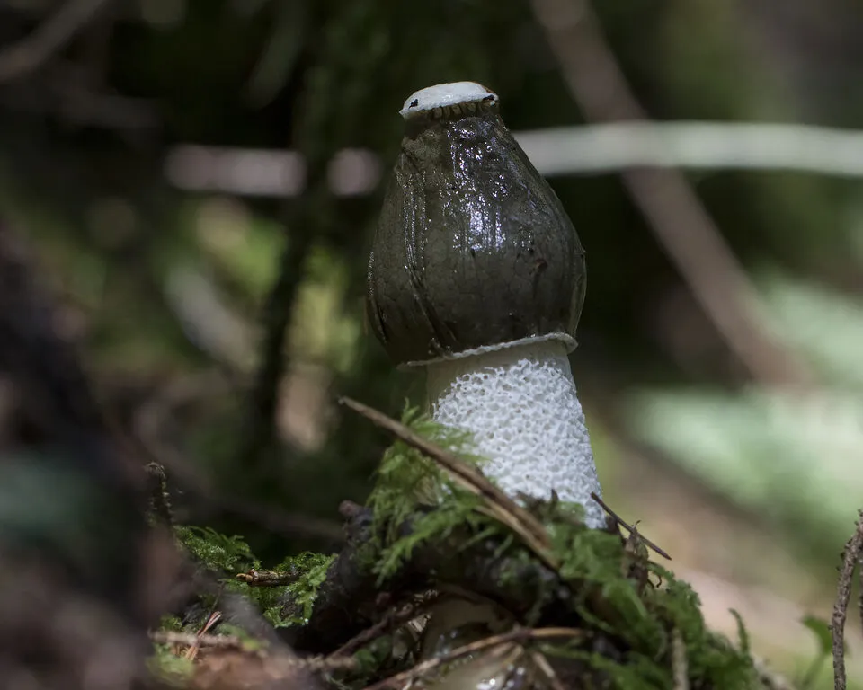 Stinkhorn fungus