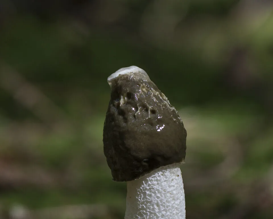 Stinkhorn fungus